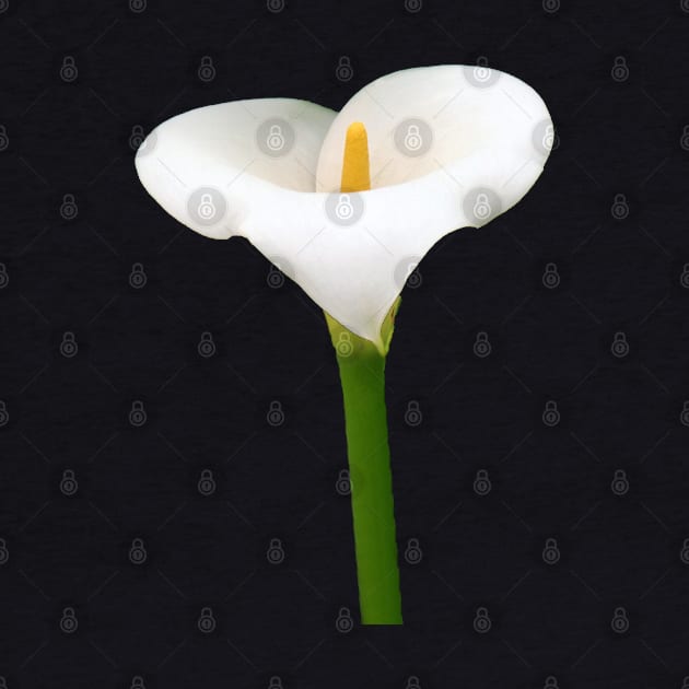 White Cala Lily by Lynn